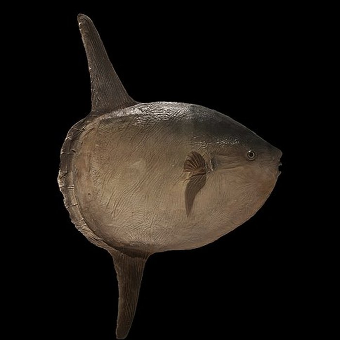 Photo de Muséum dhistoire naturelle de La Rochelle