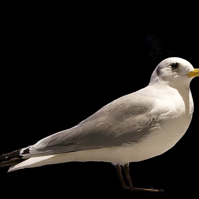 Photo de Muséum dhistoire naturelle de La Rochelle