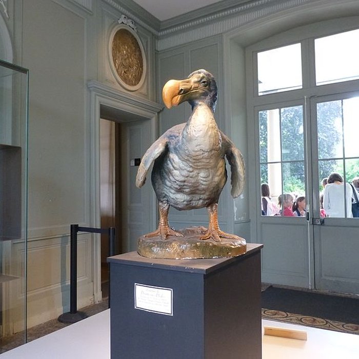 Photo de Muséum dhistoire naturelle de La Rochelle