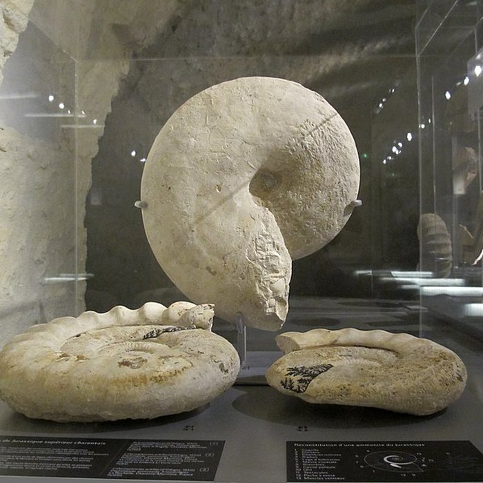 Photo de Muséum dhistoire naturelle de La Rochelle