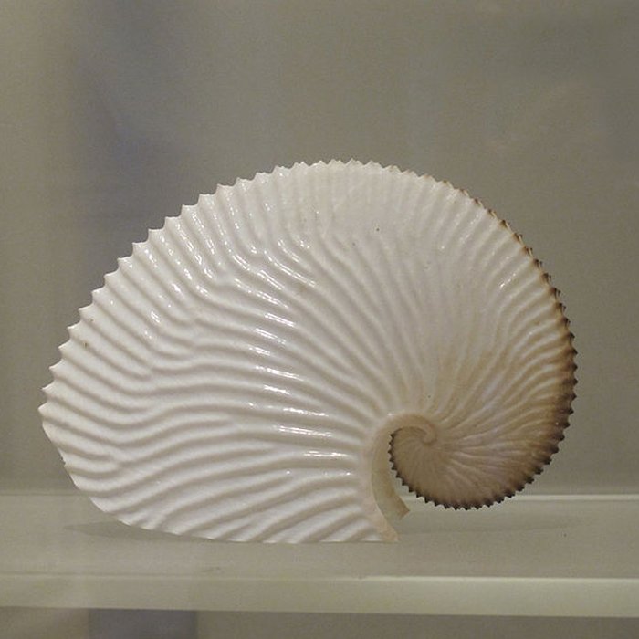 Photo de Muséum dhistoire naturelle de La Rochelle