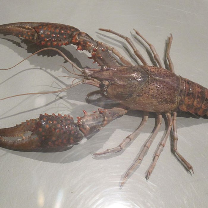 Photo de Muséum dhistoire naturelle de La Rochelle