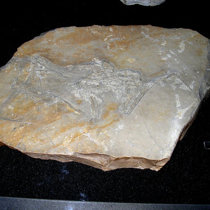 Photo de Muséum dhistoire naturelle de La Rochelle