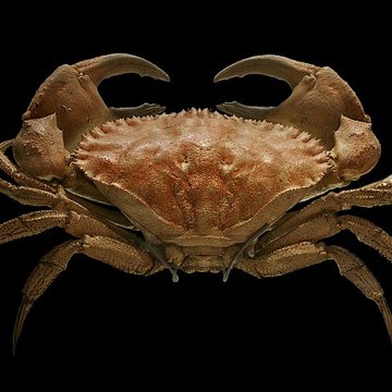 Muséum dhistoire naturelle de La Rochelle