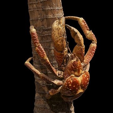 Muséum dhistoire naturelle de La Rochelle