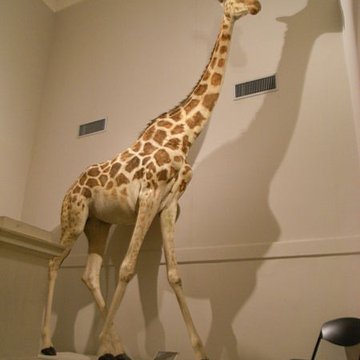 Muséum dhistoire naturelle de La Rochelle