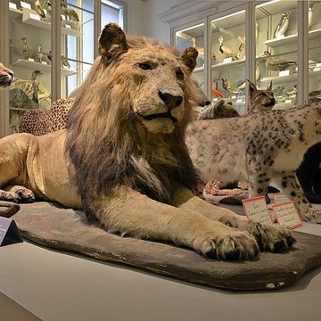 Muséum dhistoire naturelle de La Rochelle