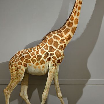 Muséum dhistoire naturelle de La Rochelle