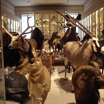 Muséum dhistoire naturelle de La Rochelle
