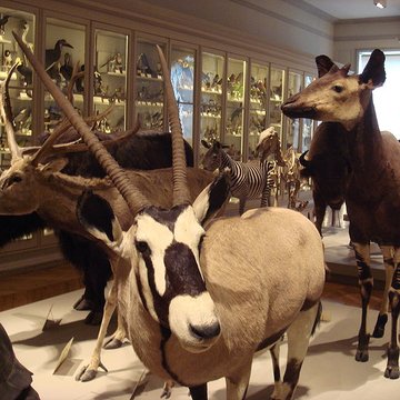 Muséum dhistoire naturelle de La Rochelle