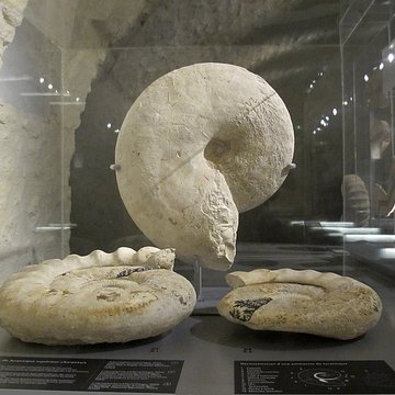 Muséum dhistoire naturelle de La Rochelle