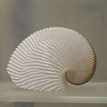 Muséum dhistoire naturelle de La Rochelle