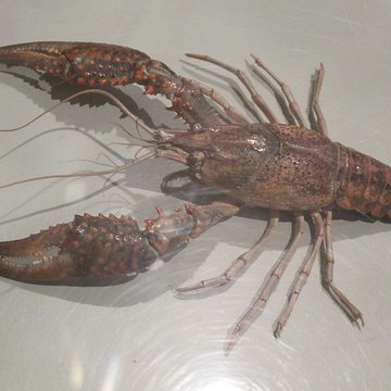 Muséum dhistoire naturelle de La Rochelle