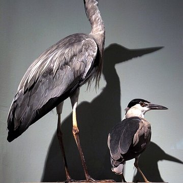 Muséum dhistoire naturelle de La Rochelle