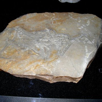 Muséum dhistoire naturelle de La Rochelle