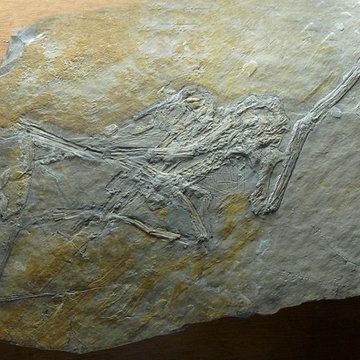 Muséum dhistoire naturelle de La Rochelle