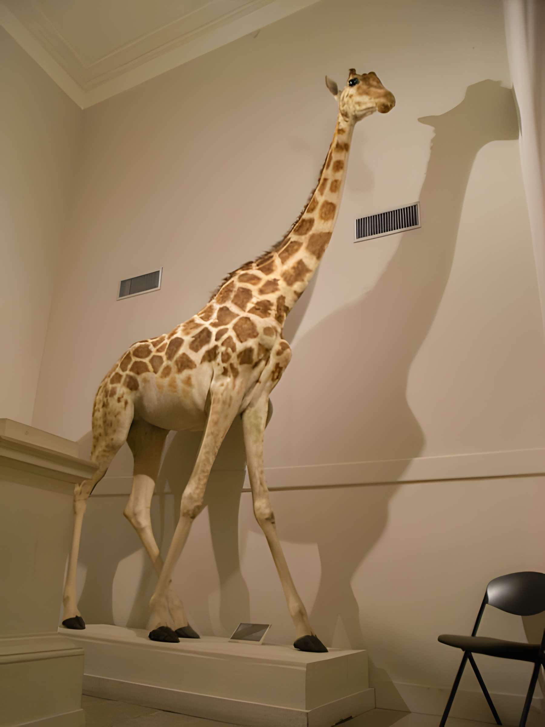 Muséum d'histoire naturelle de La Rochelle