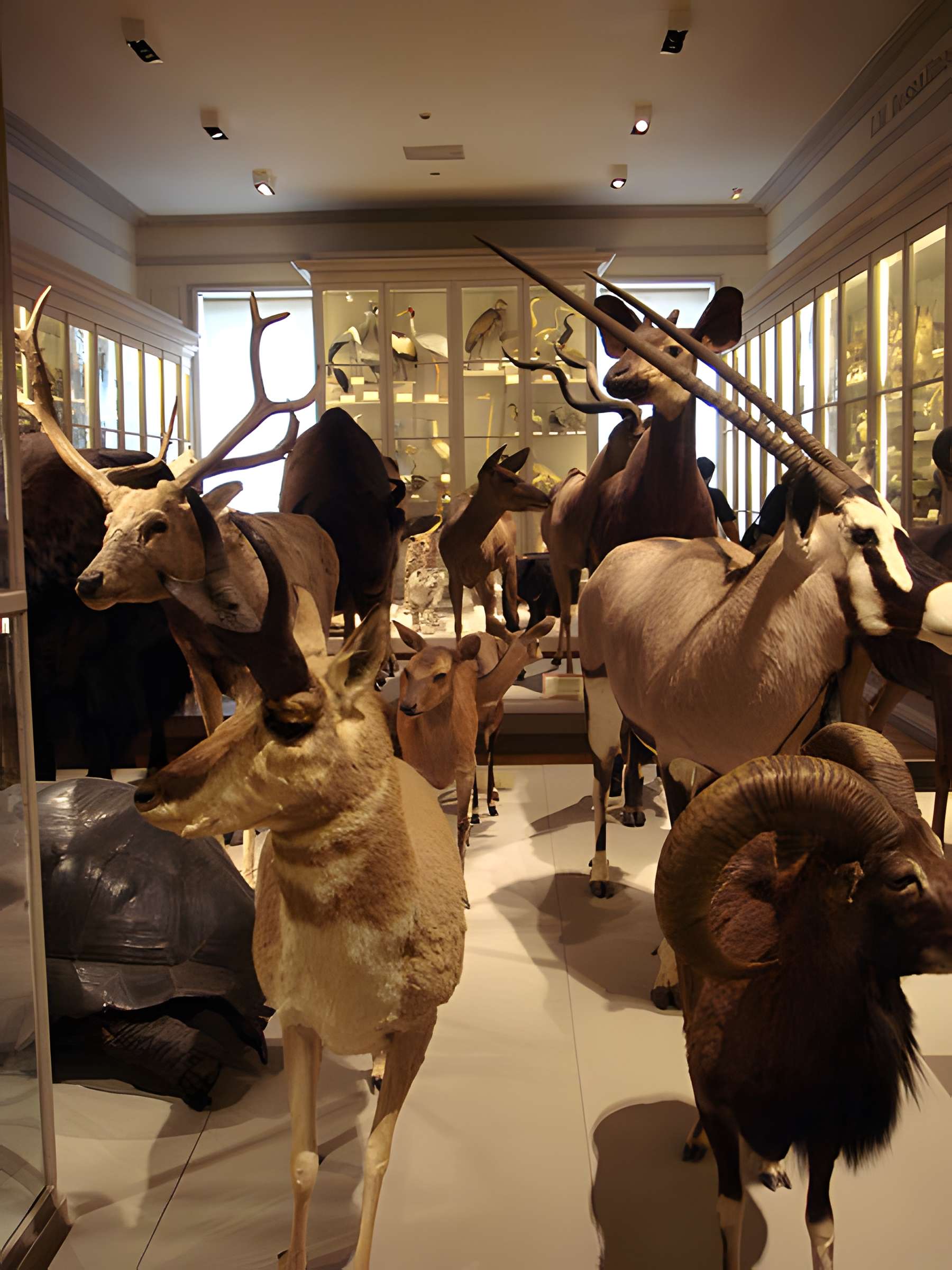 Muséum d'histoire naturelle de La Rochelle