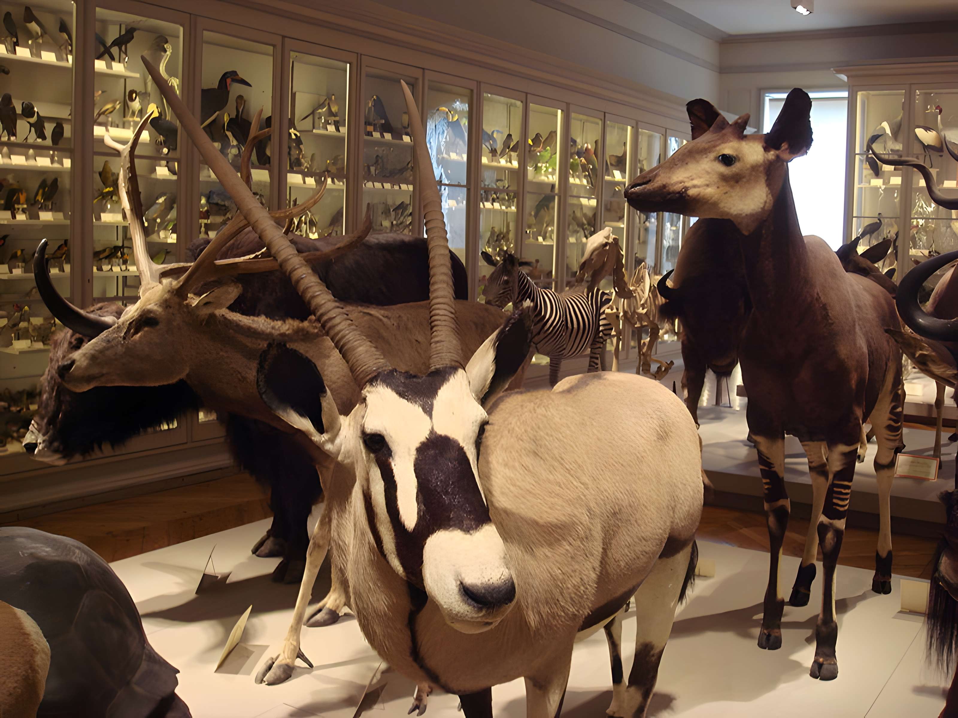 Muséum d'histoire naturelle de La Rochelle