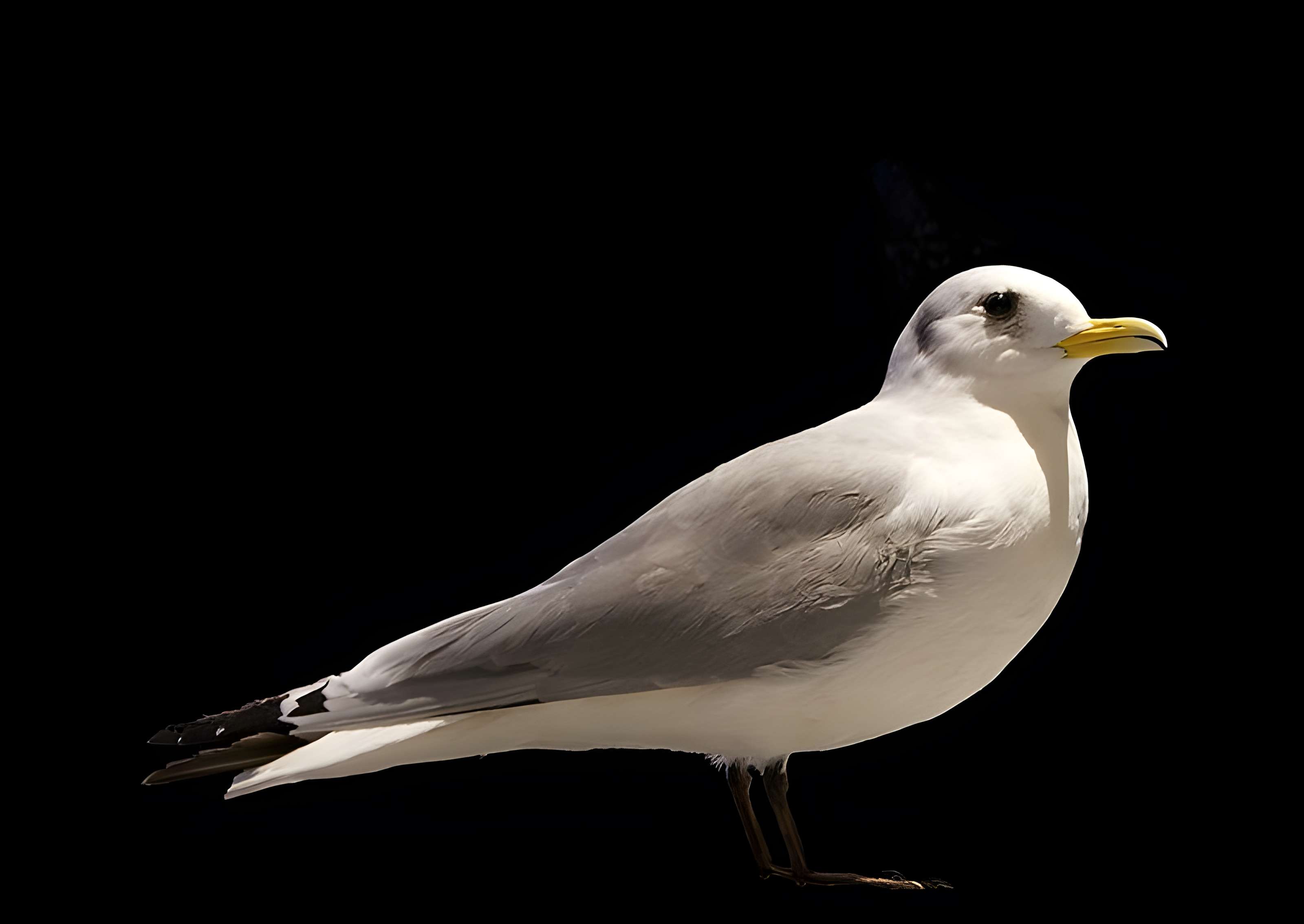 Muséum d'histoire naturelle de La Rochelle
