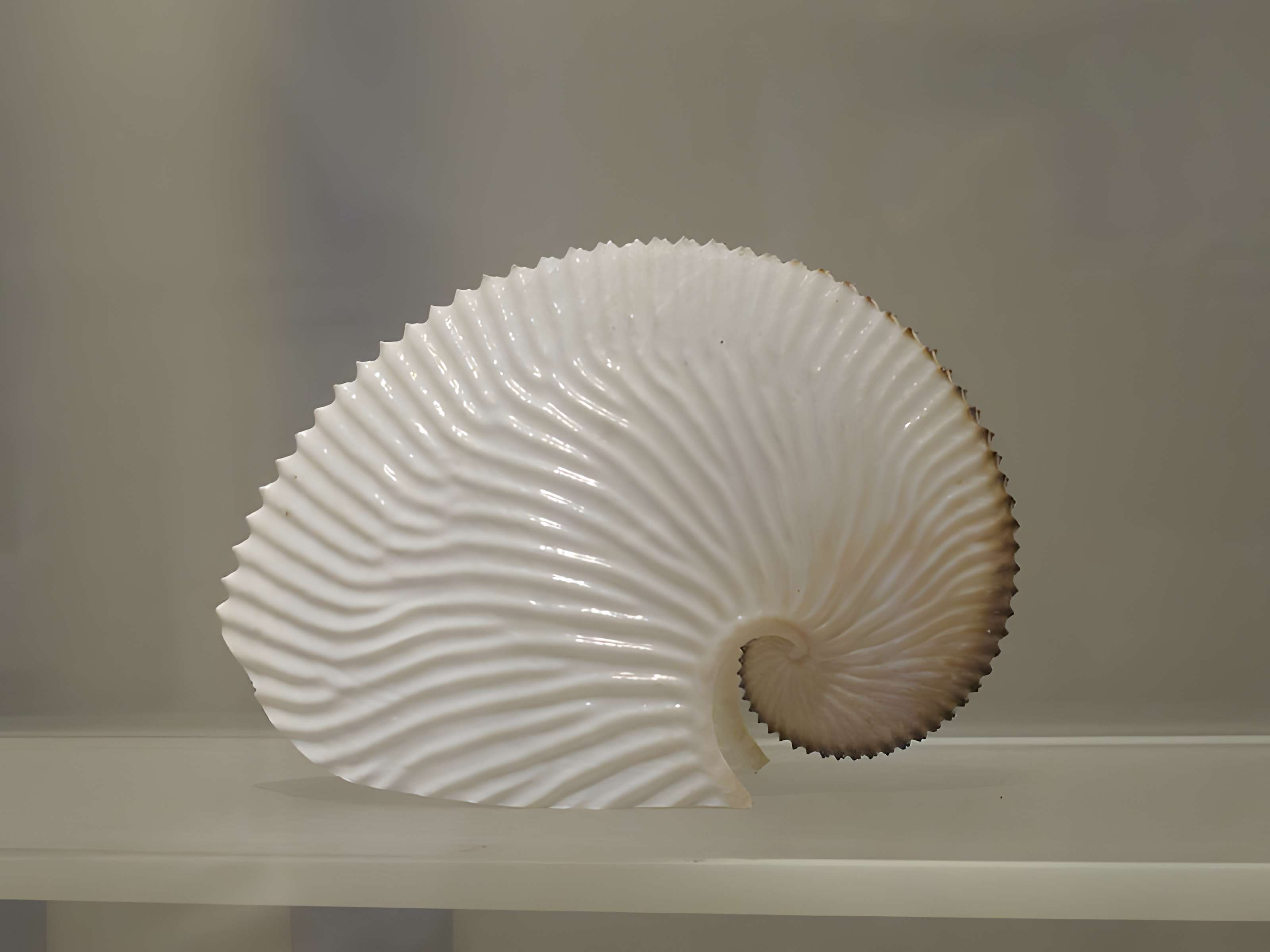 Muséum d'histoire naturelle de La Rochelle