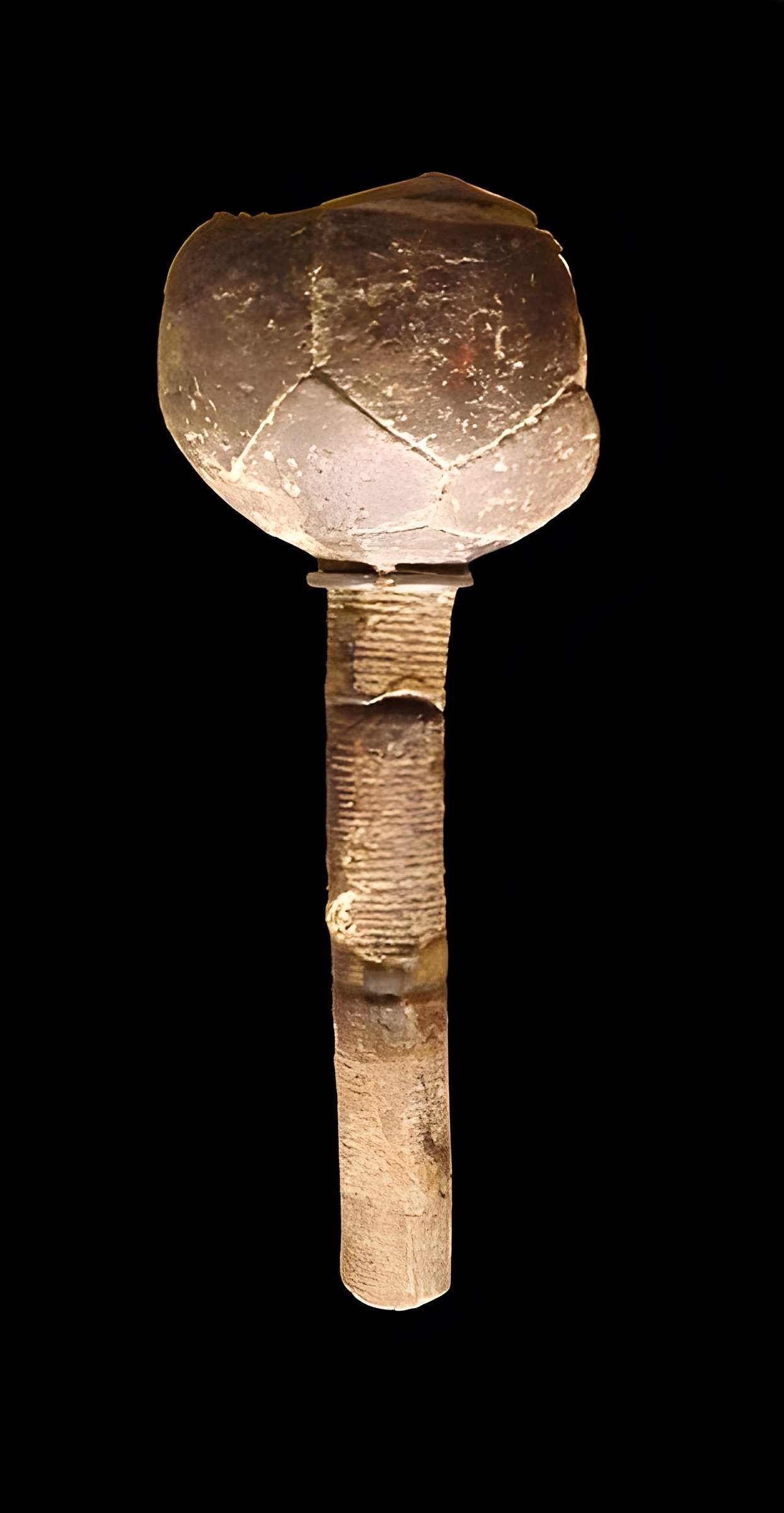 Muséum d'histoire naturelle de La Rochelle