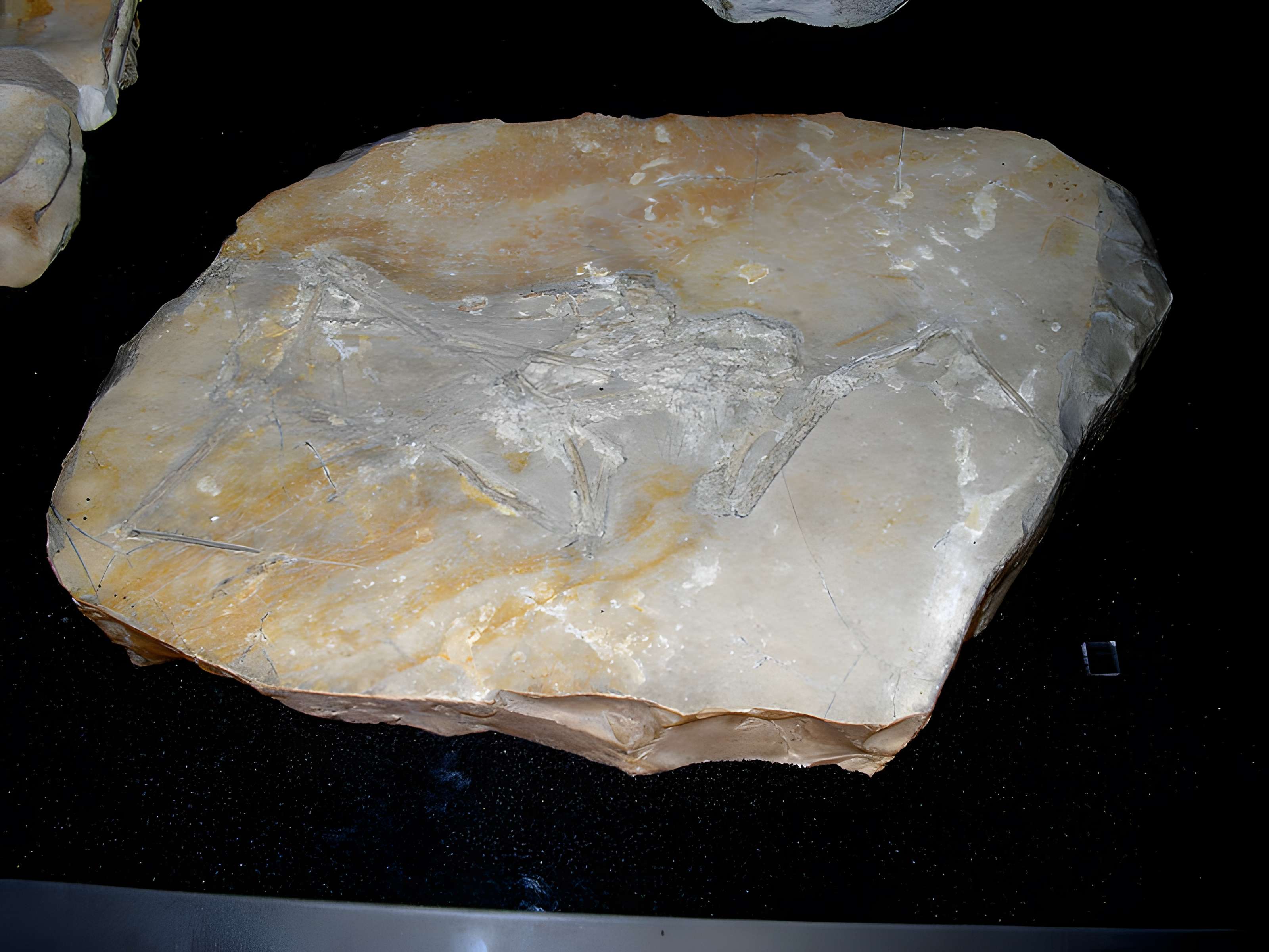 Muséum d'histoire naturelle de La Rochelle