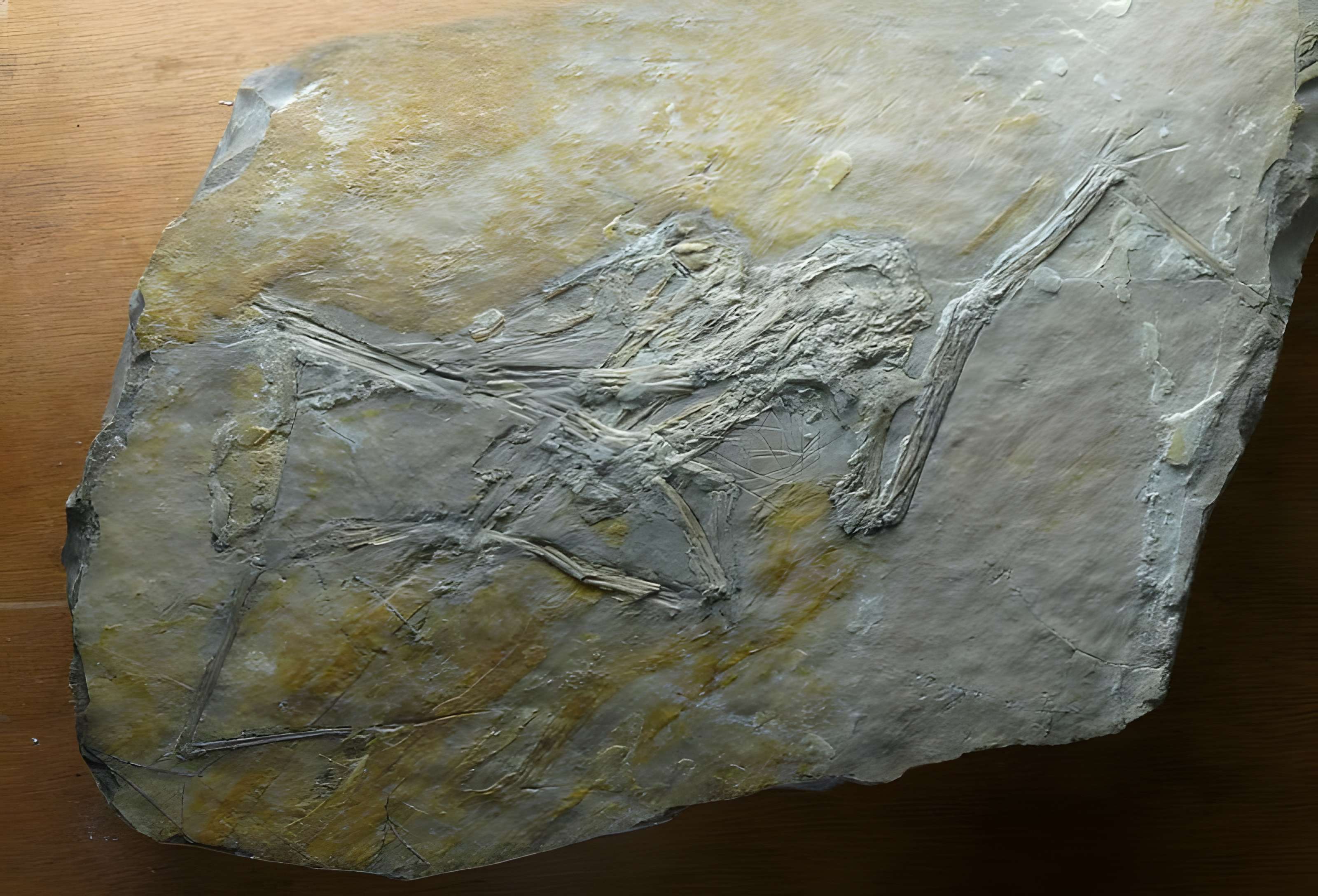 Muséum d'histoire naturelle de La Rochelle