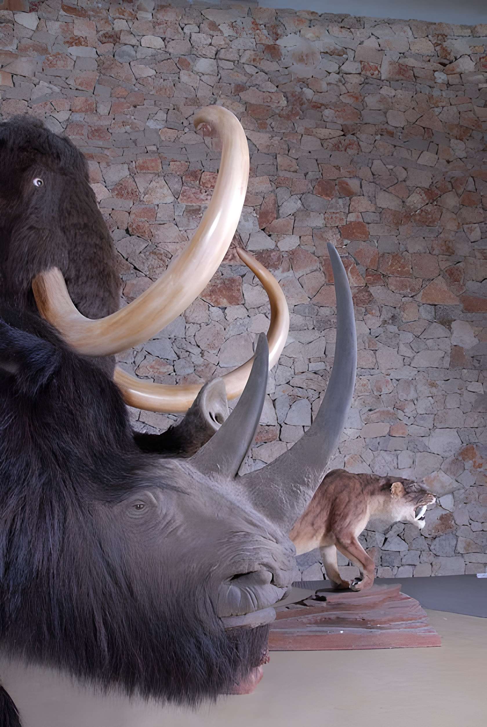 Le Musée de la Préhistoire de Quison intérieur du musée