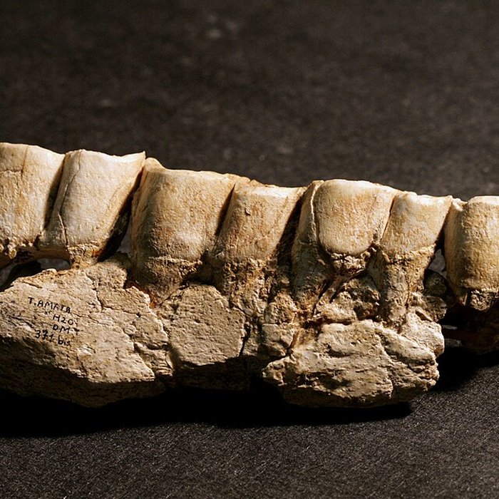 Photo de Musée de paléontologie humaine de Terra-Amata à Nice