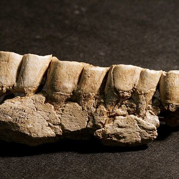 Musée de paléontologie humaine de Terra-Amata à Nice