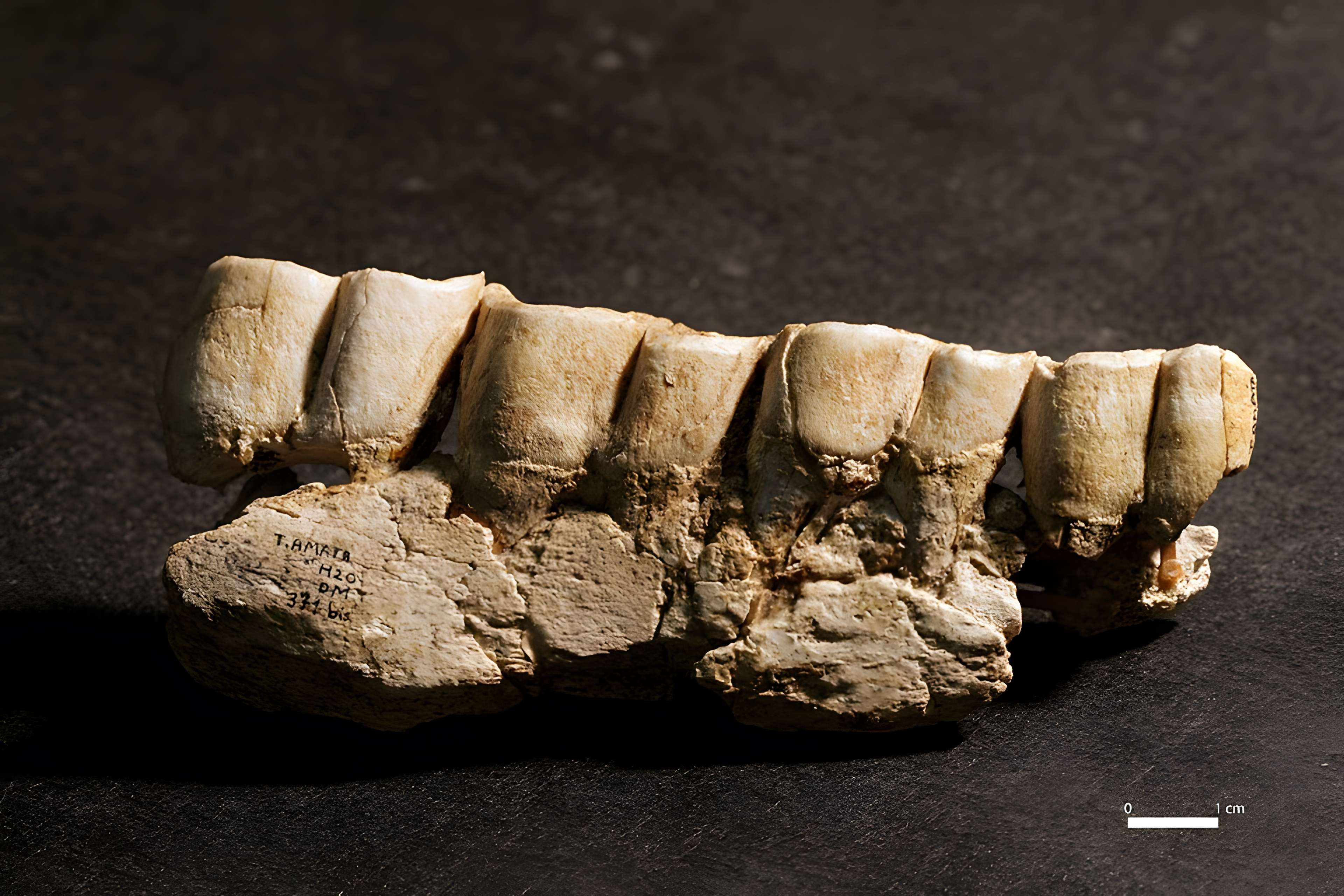 Musée de paléontologie humaine de Terra-Amata à Nice