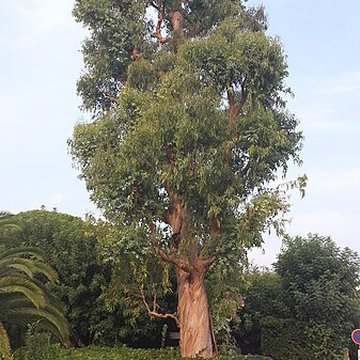 Musée Marc-Chagall de Nice