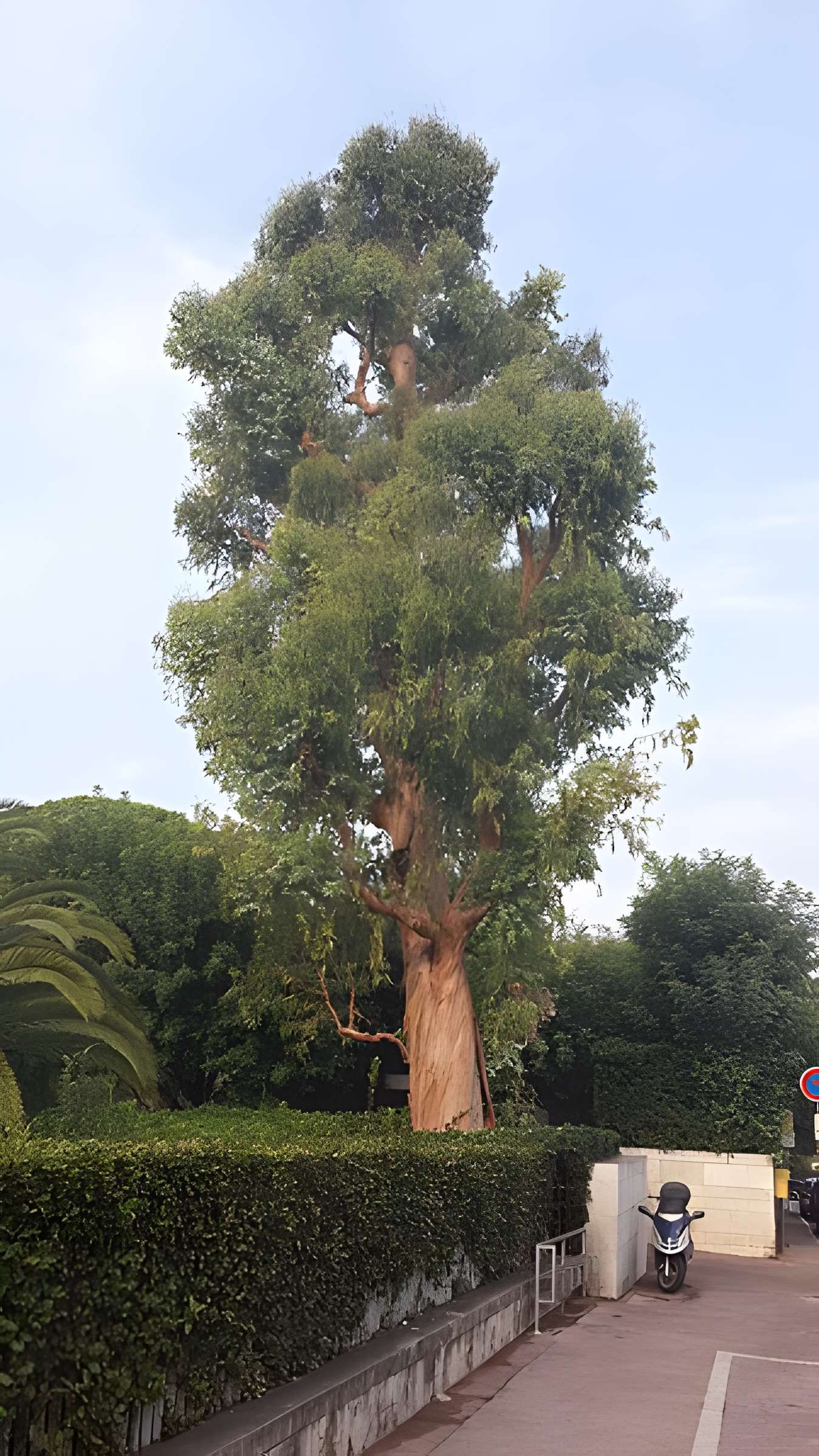Musée Marc-Chagall de Nice