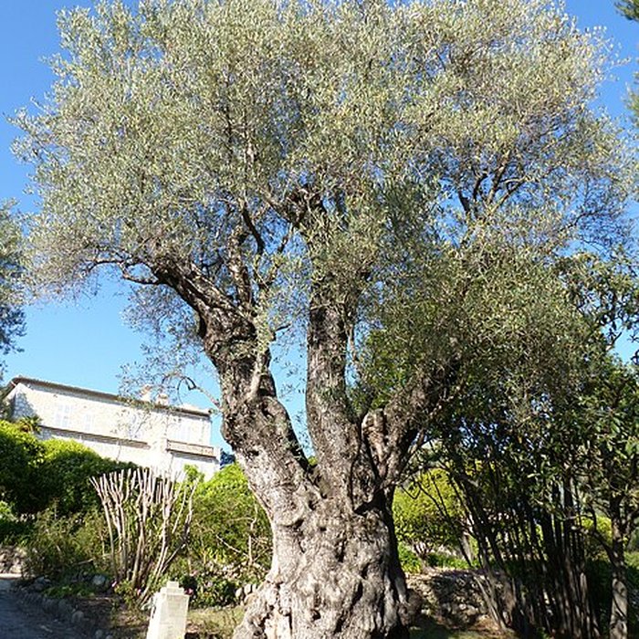 Photo de Musée Renoir de Cagnes-sur-Mer