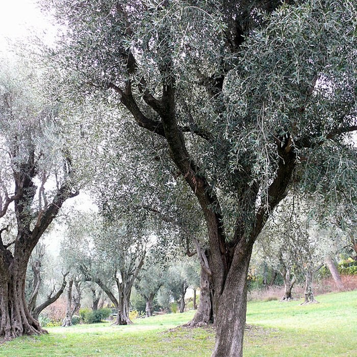 Photo de Musée Renoir de Cagnes-sur-Mer