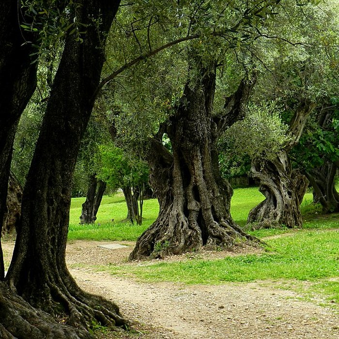Photo de Musée Renoir de Cagnes-sur-Mer