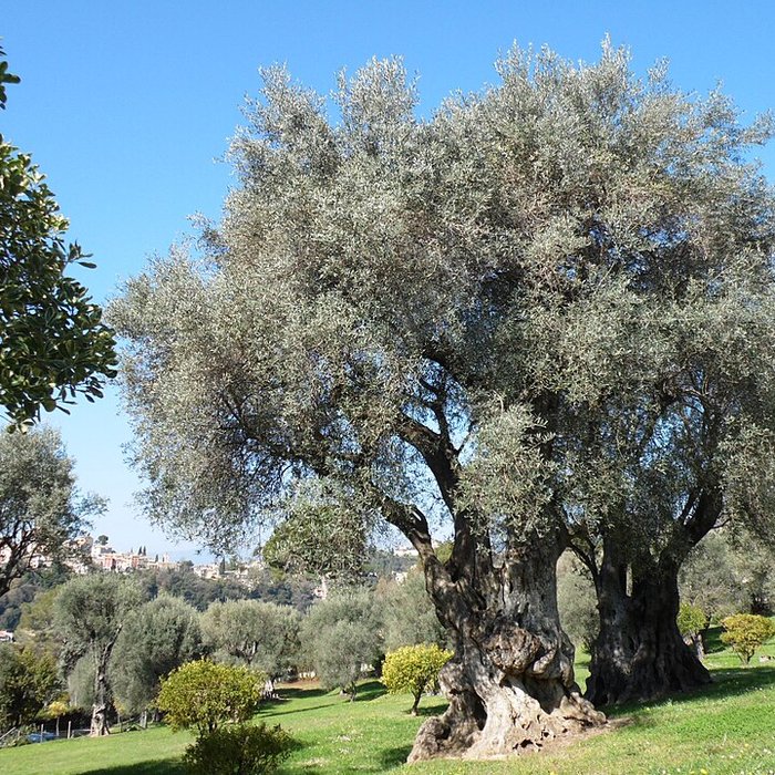 Photo de Musée Renoir de Cagnes-sur-Mer