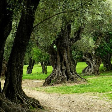 Musée Renoir de Cagnes-sur-Mer
