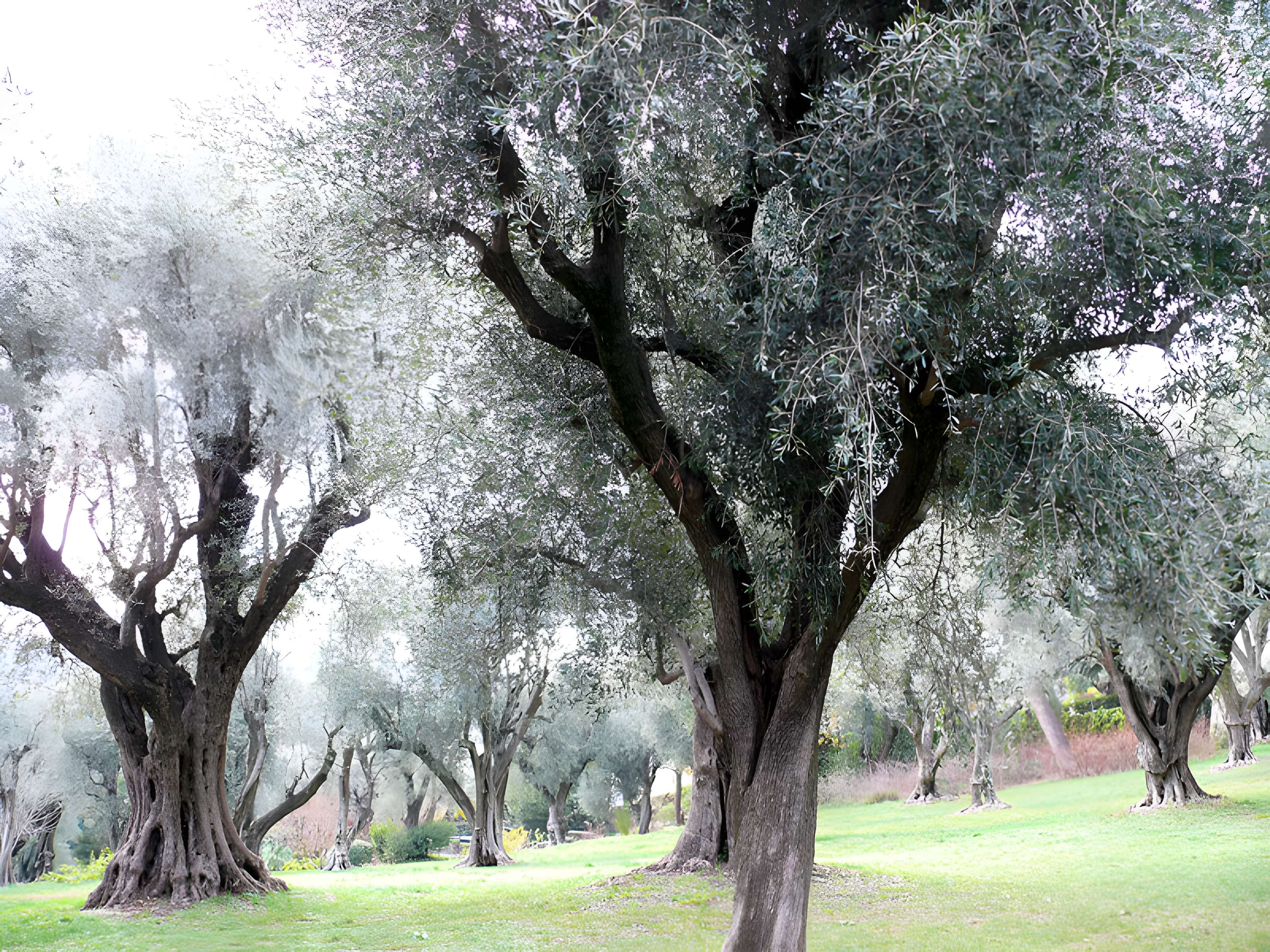 Musée Renoir de Cagnes-sur-Mer