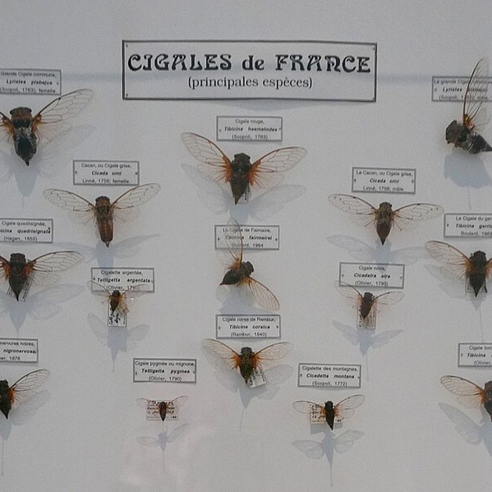 Photo de Musée des Alpilles à Saint-Rémy-de-Provence