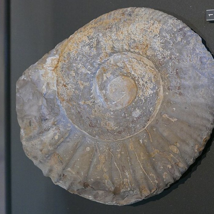 Photo de Musée des Alpilles à Saint-Rémy-de-Provence