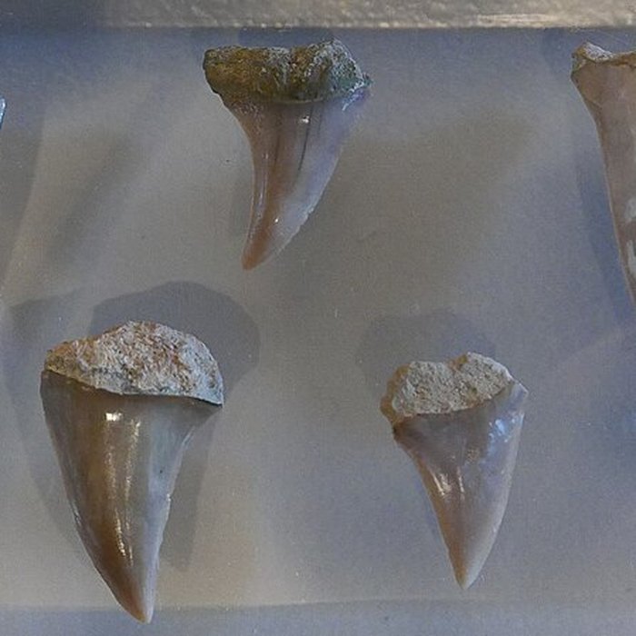 Photo de Musée des Alpilles à Saint-Rémy-de-Provence