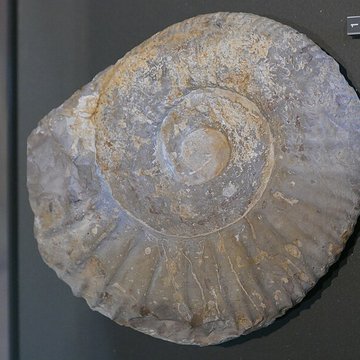 Musée des Alpilles à Saint-Rémy-de-Provence