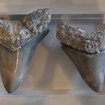 Musée des Alpilles à Saint-Rémy-de-Provence