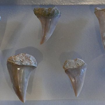 Musée des Alpilles à Saint-Rémy-de-Provence