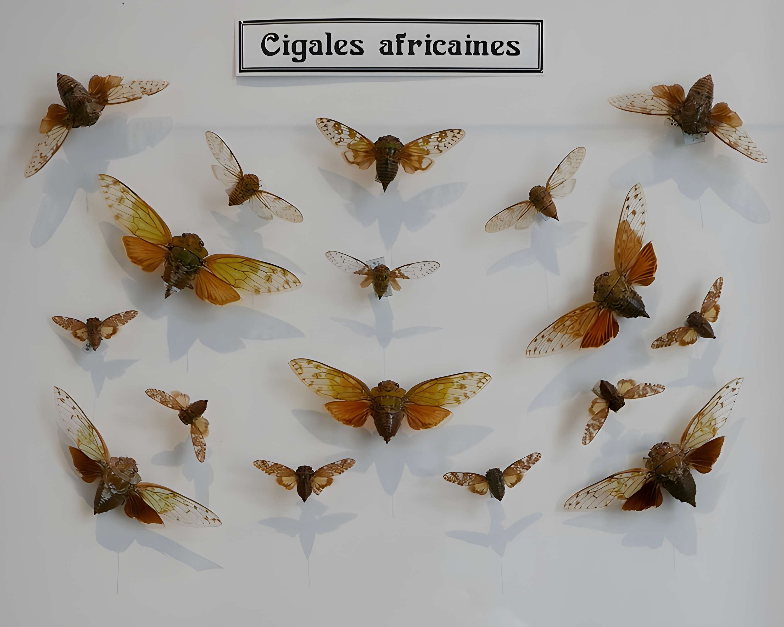 Musée des Alpilles à Saint-Rémy-de-Provence