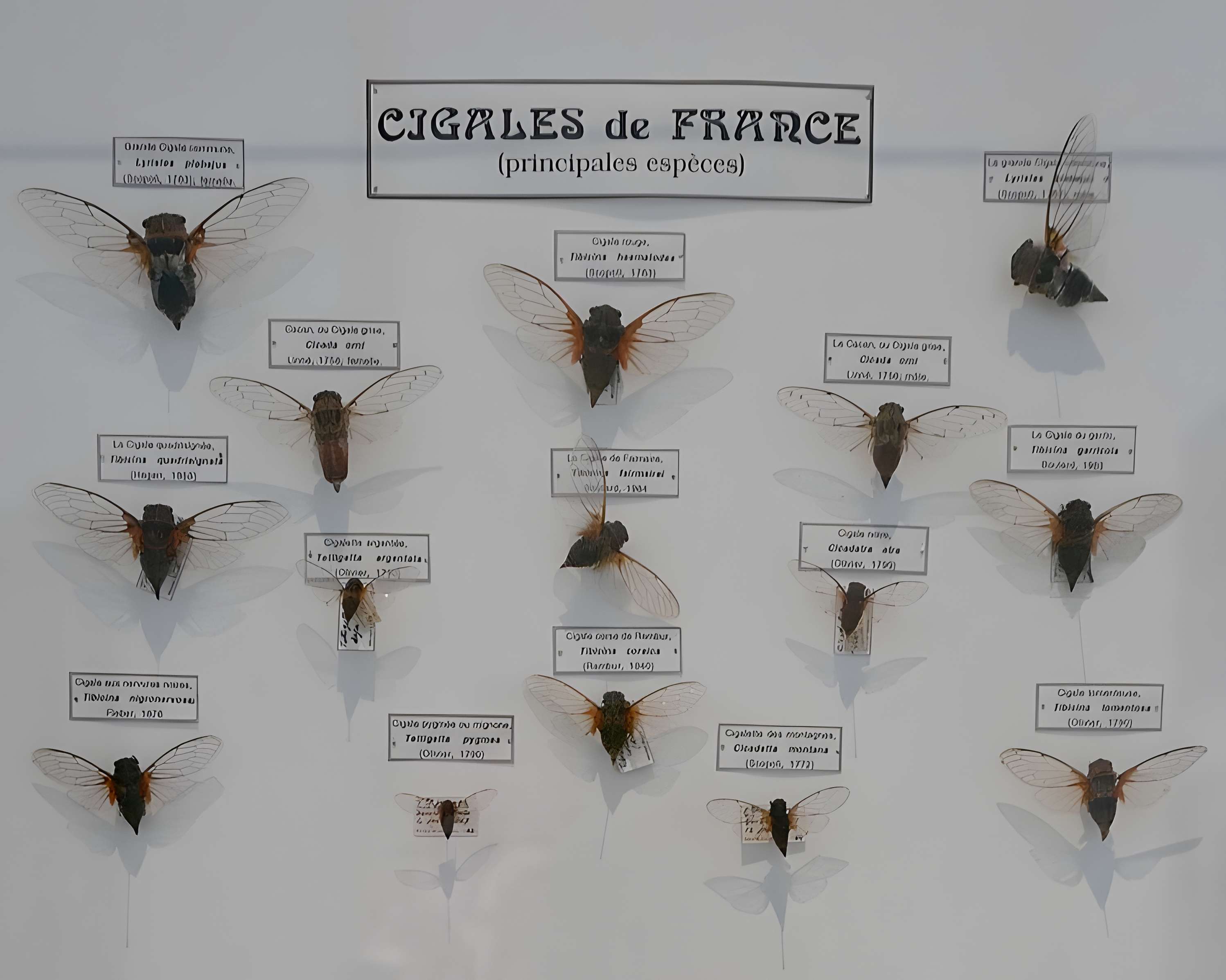 Musée des Alpilles à Saint-Rémy-de-Provence