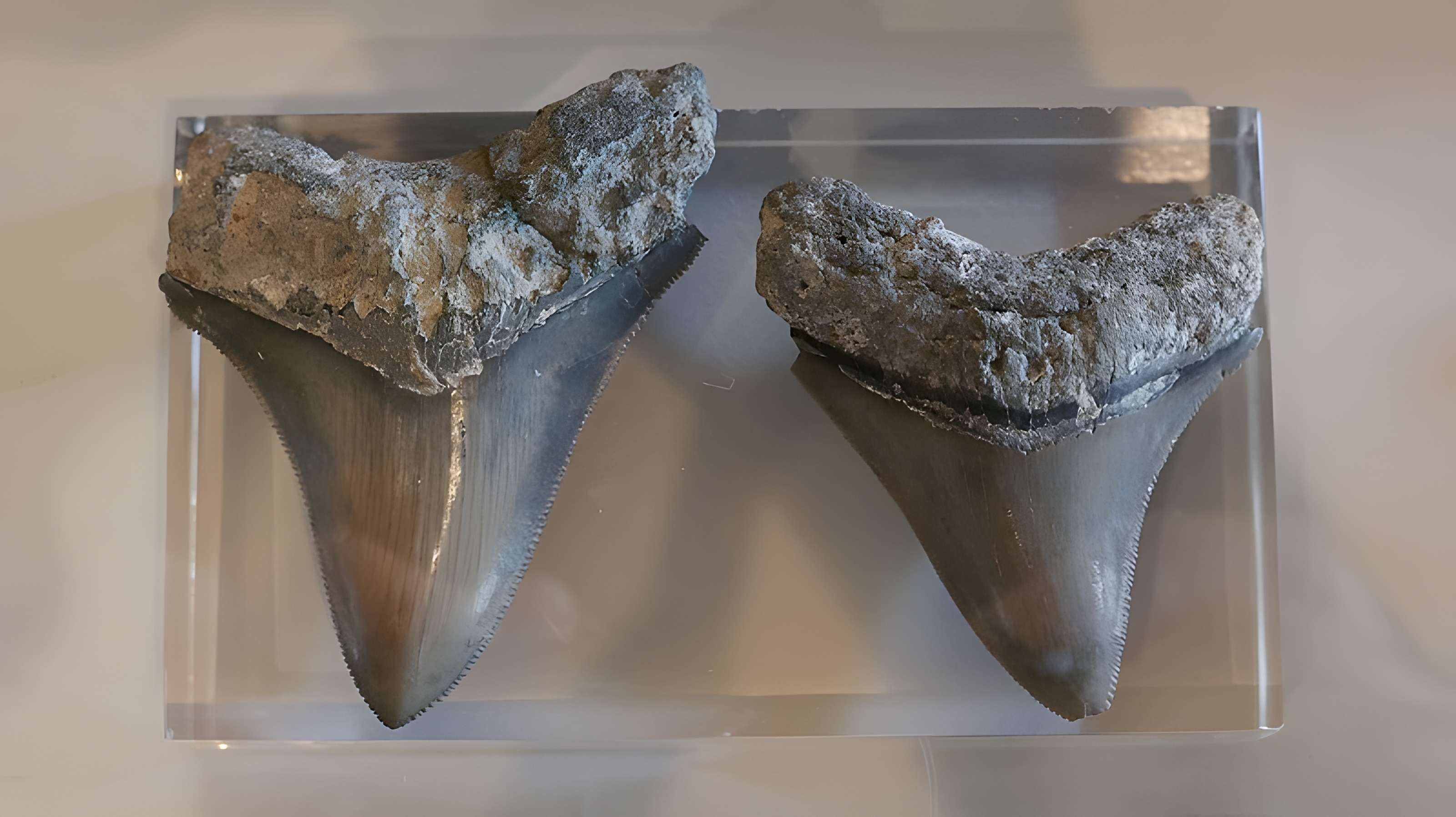 Musée des Alpilles à Saint-Rémy-de-Provence