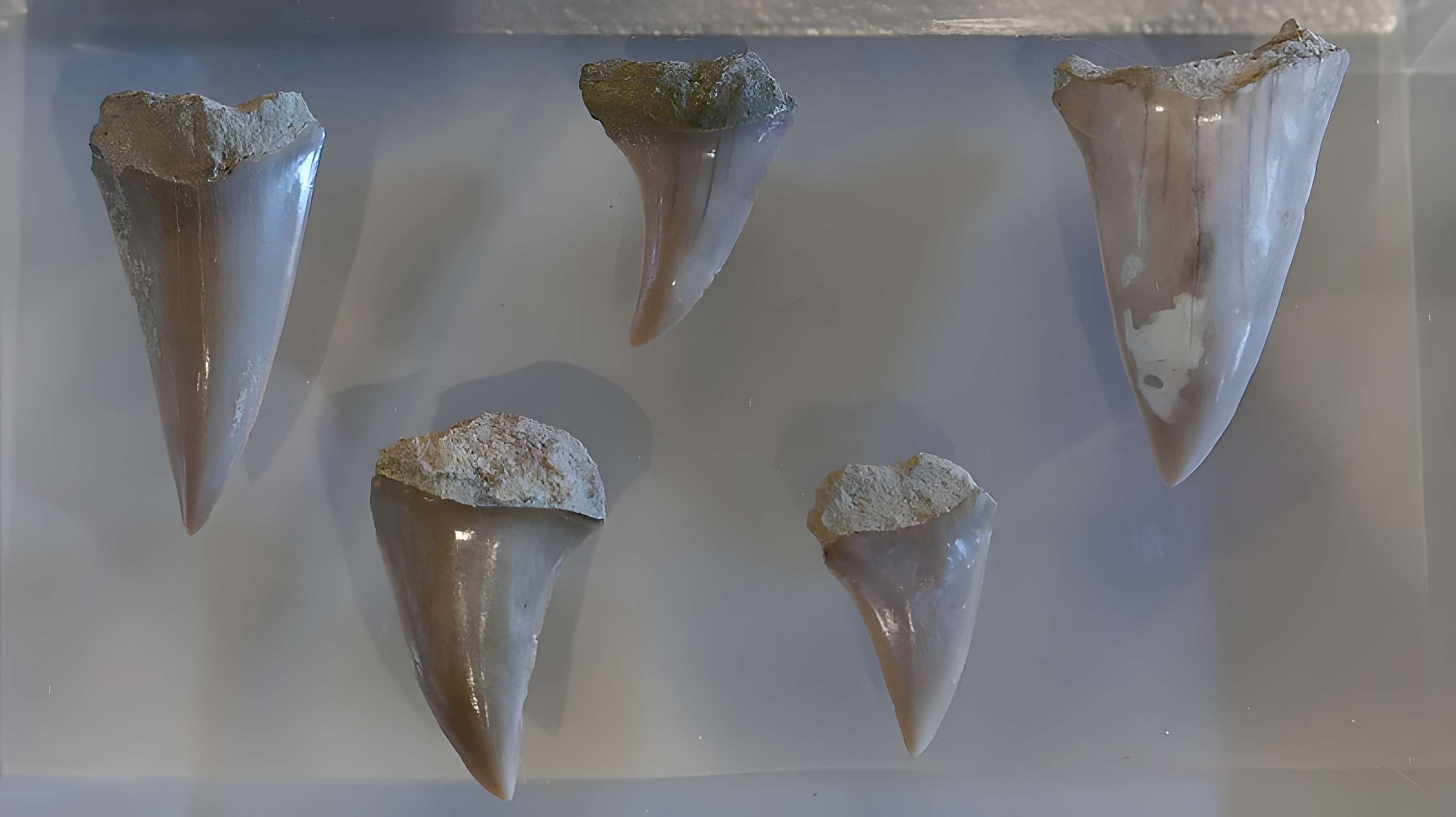 Musée des Alpilles à Saint-Rémy-de-Provence